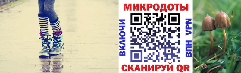 дарнет шоп  Сланцы  OMG как зайти  Псилоцибиновые грибы Psilocybe 